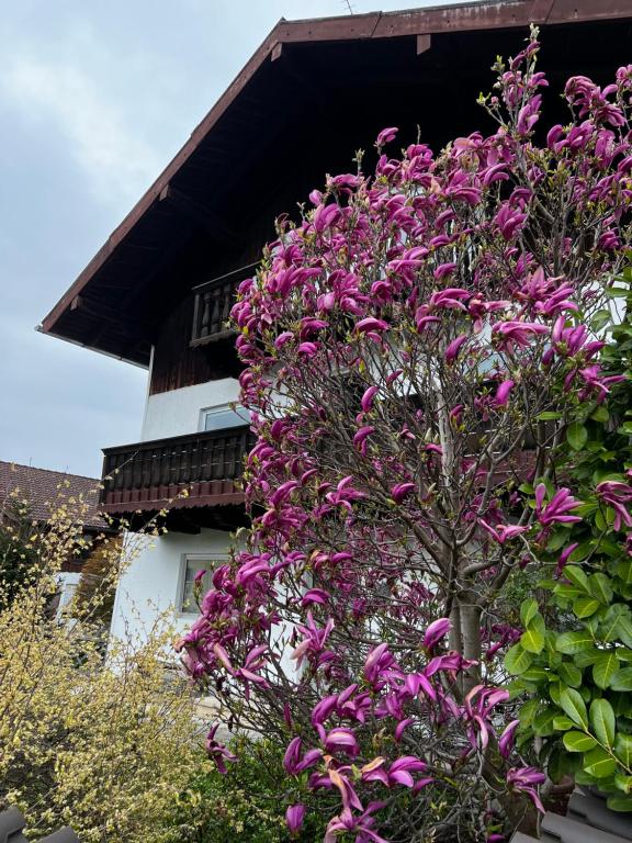 a tree with purple flowers in front of a building at Privathaus Sieglinde in Sondermoning