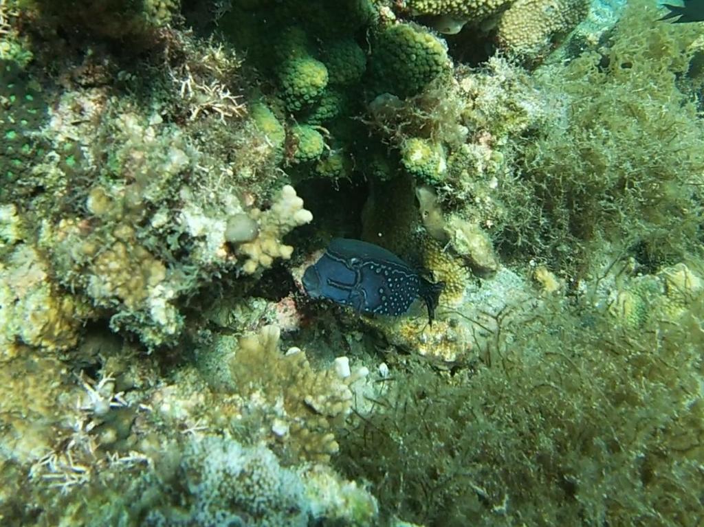a black fish is on the coral reef at D Bamboo House in Mabini