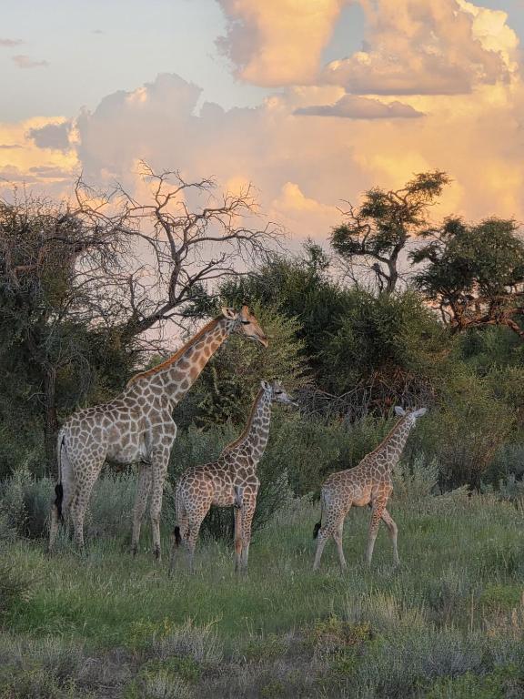 three giraffes walking in a field at sunset at Boscia African Farm in Omomas