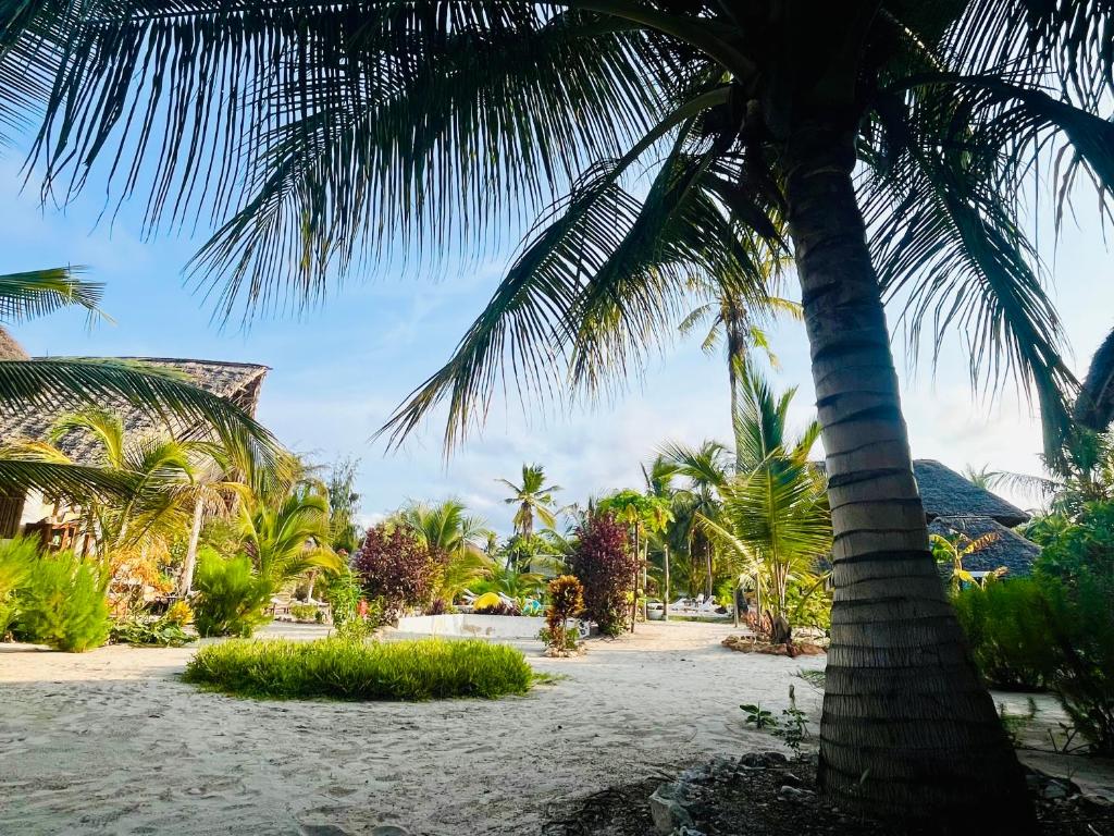 a palm tree on a sandy beach with palm trees at Apartments Maliki, Matemwe in Matemwe