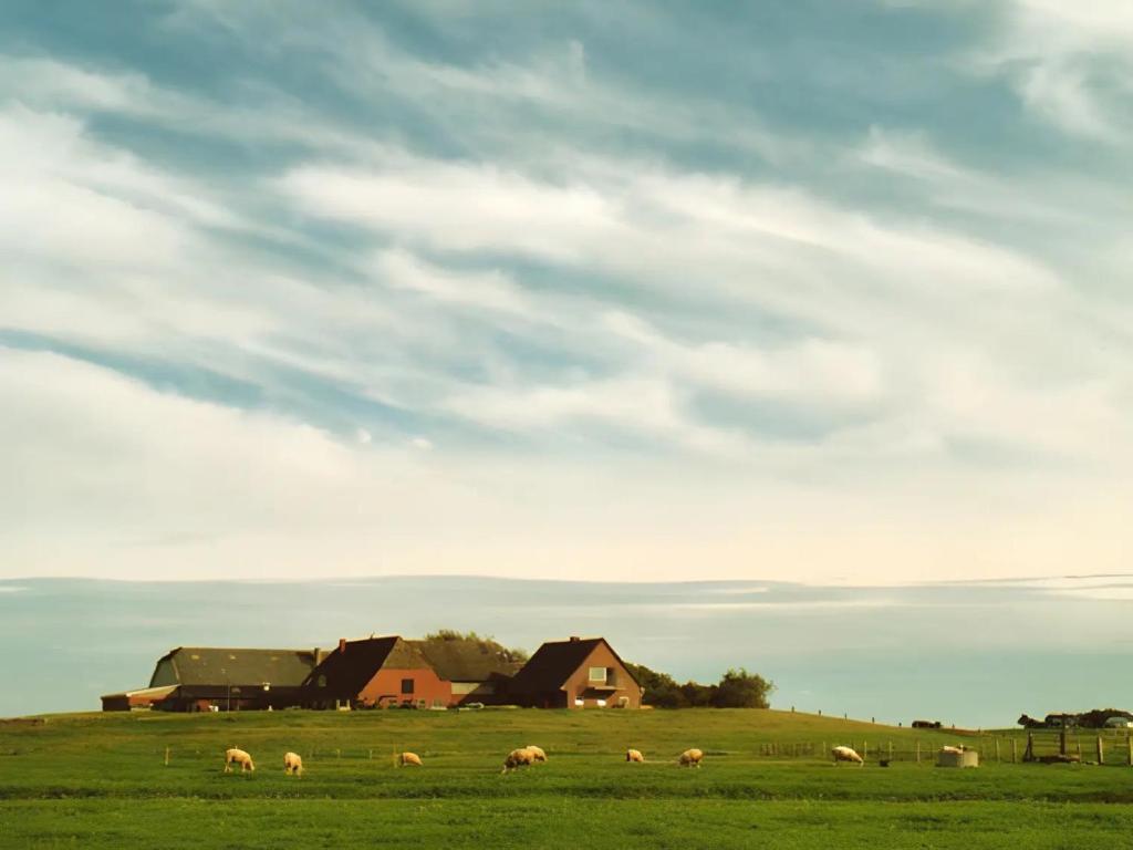 a herd of animals grazing in a field with houses at Fewo Nordseeblick in Langeneß