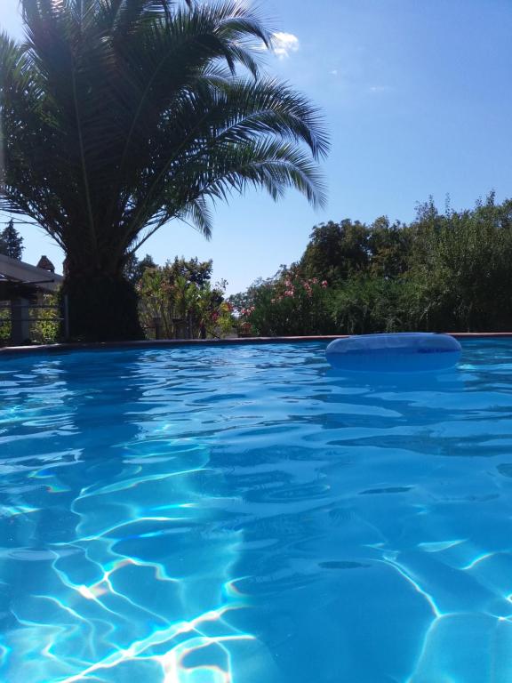 uma piscina com uma palmeira ao fundo em Villa San Valentino em Terni