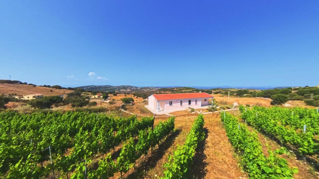 a farmhouse in the middle of a vineyard at Il Sughereto In Vigna in Aglientu