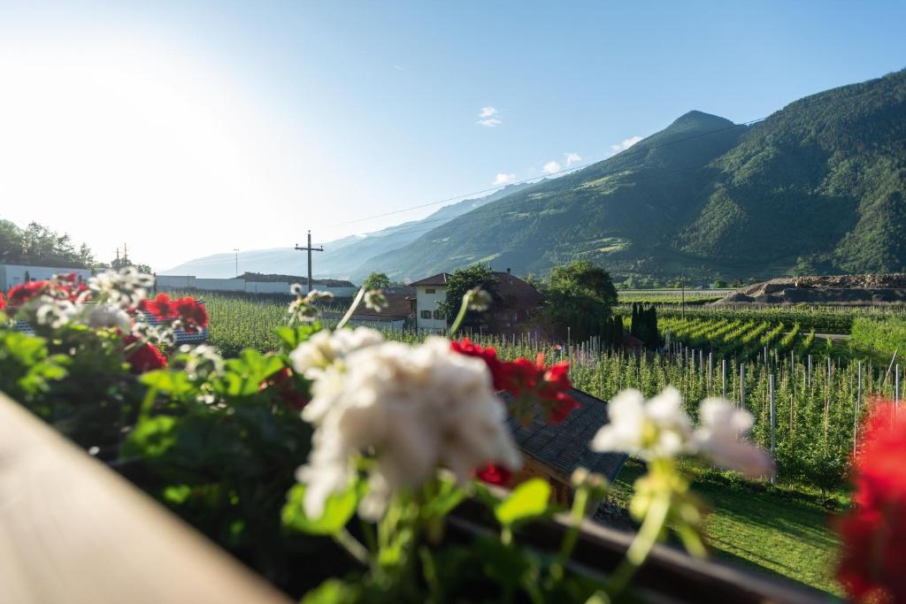 a field of flowers with mountains in the background at Pixnerhof - Ferienwohnung Golden in Kastelbell-Tschars