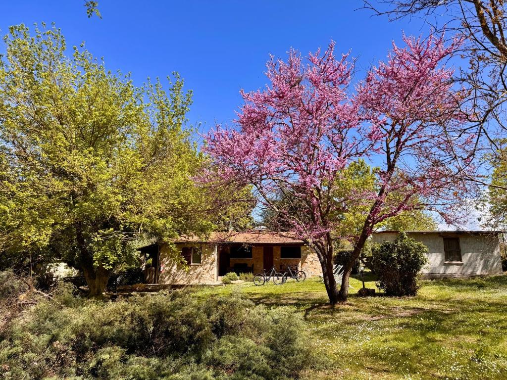 a tree with pink flowers in front of a house at Volpe in Pitigliano