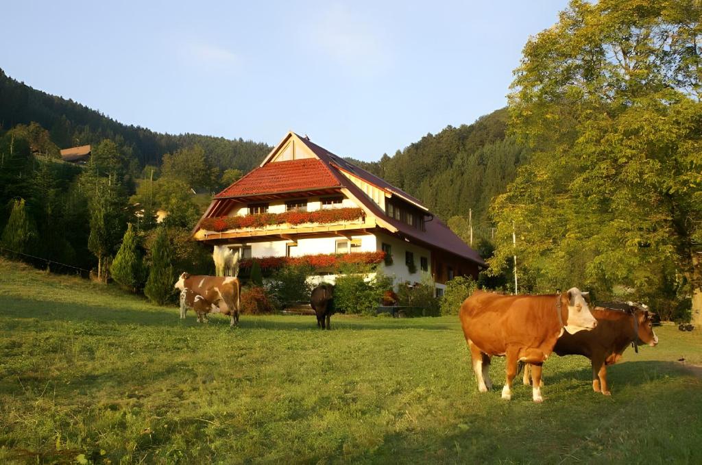 a group of cows in a field in front of a house at Unterer Gurethshof in Zell am Harmersbach