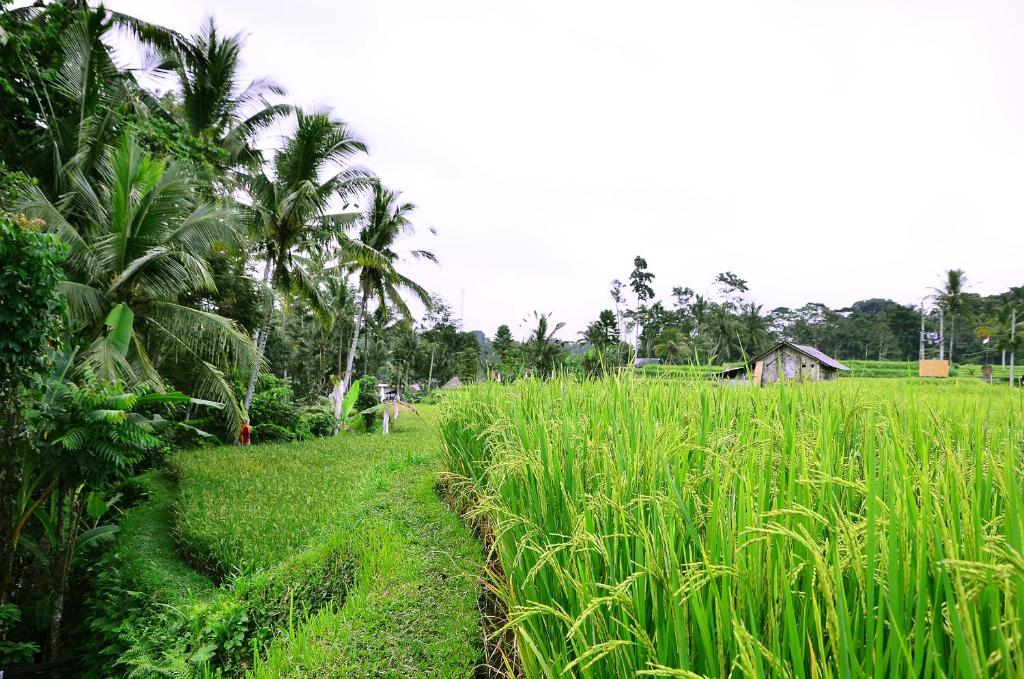 Ubud Sawah Scenery Villa and Homestay - 10