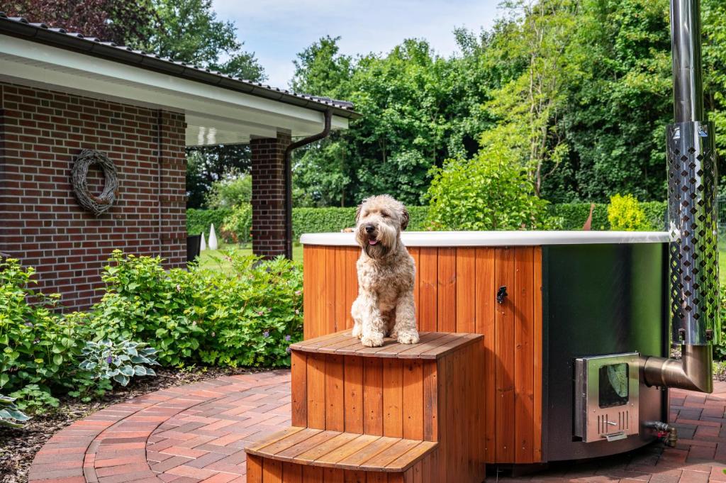 a dog sitting on top of a wooden structure at Ferienwohnung Kronsberg mit Sauna in Bösel