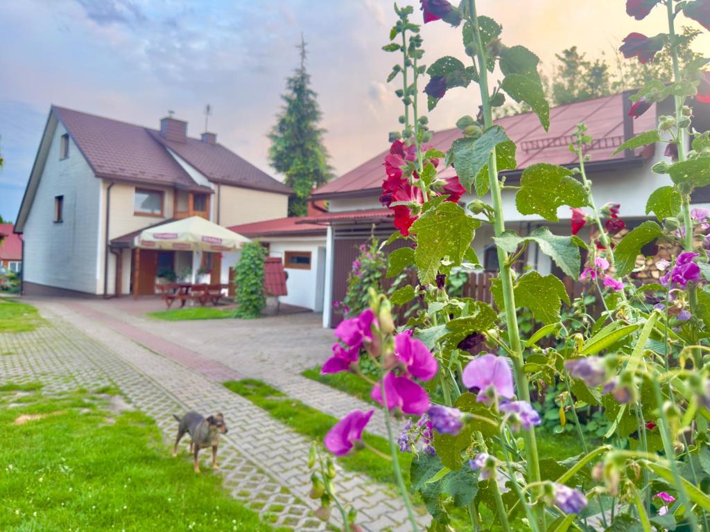 a cat walking in the yard of a house at Willa Świerk in Susiec