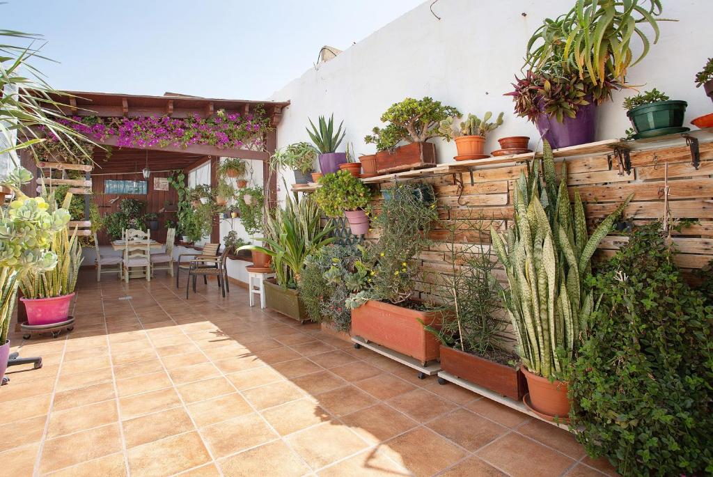 a patio with a bunch of potted plants on a wall at Alojamiento El Ocaso in Puerto del Rosario