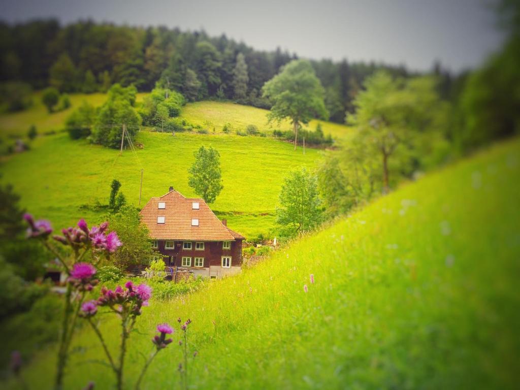 a house in the middle of a green field with flowers at Ferienwohnung Teich 11, 126qm in Gütenbach