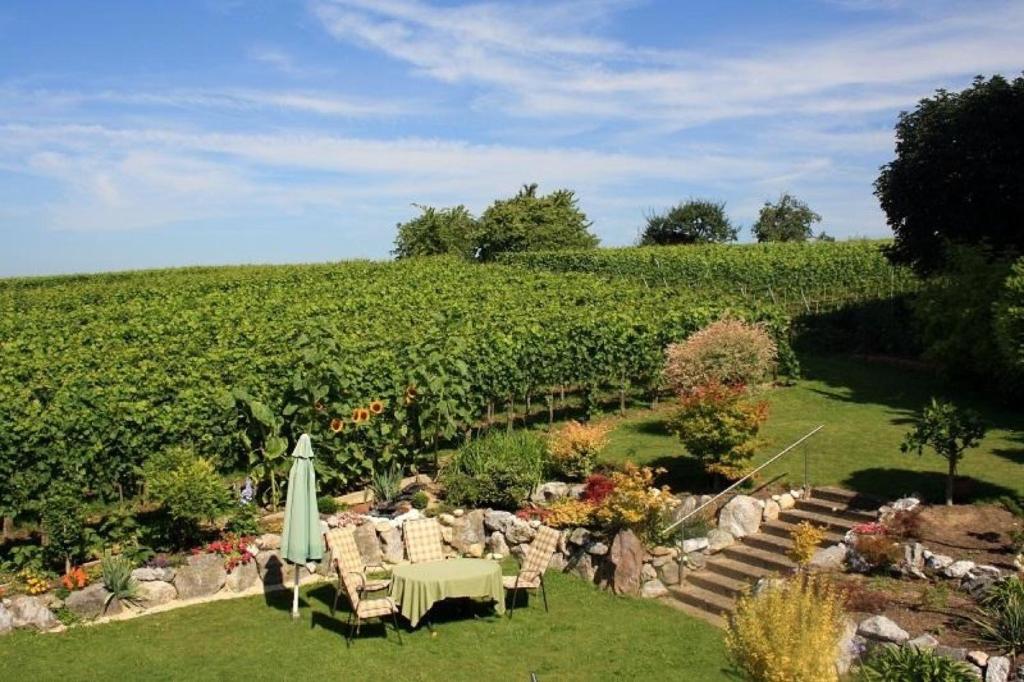 a garden with chairs and an umbrella in a vineyard at Ferienwohnung Keller in Hagnau