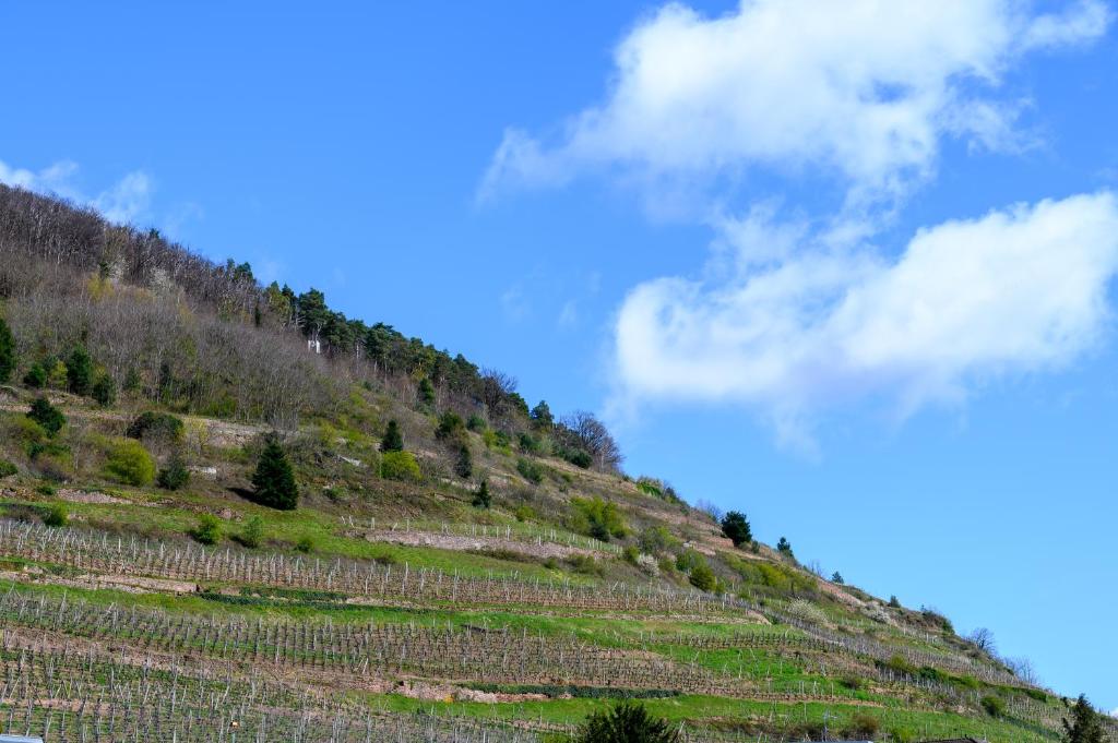 Gîte Le Rempart – photo 27