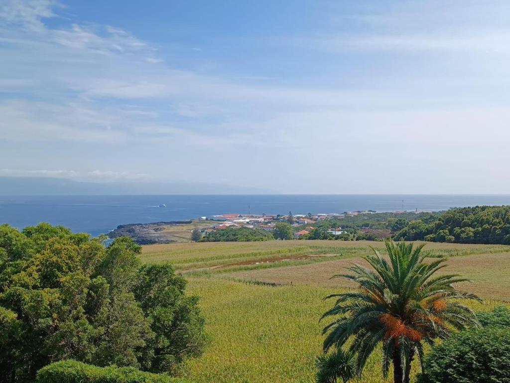 a palm tree in a field with the ocean in the background at Vista da Baía - Casa do Aniceto in Almas