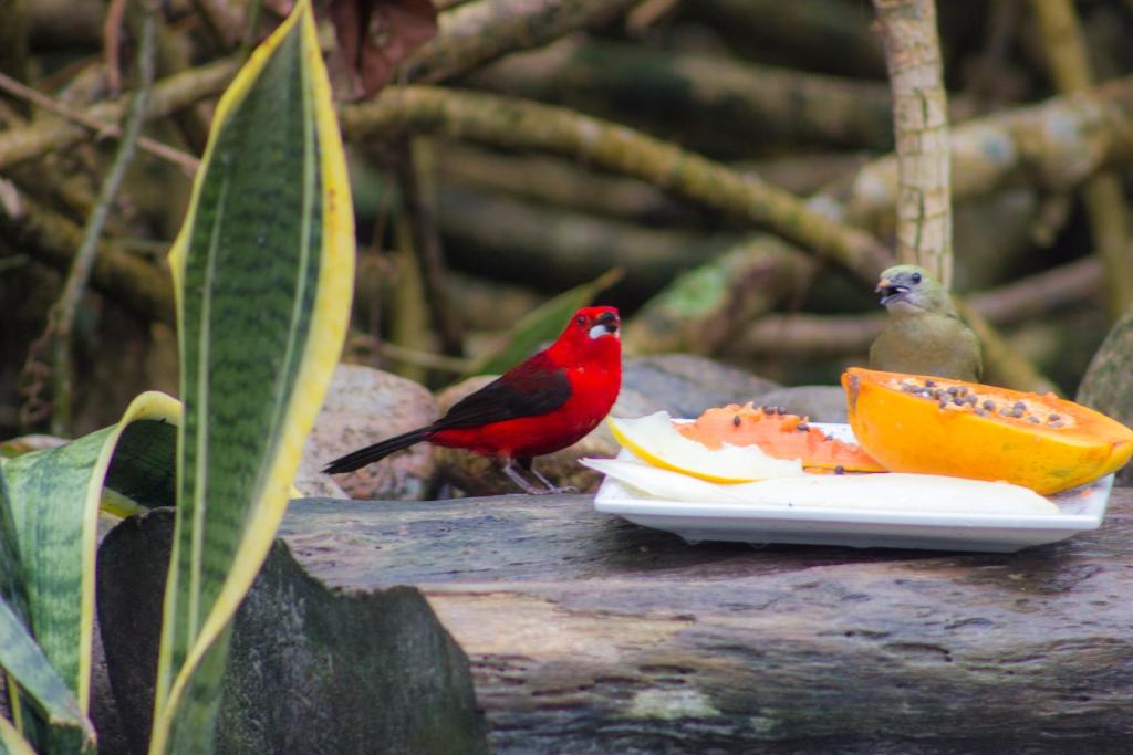 Comida in lodge ou em algum lugar perto