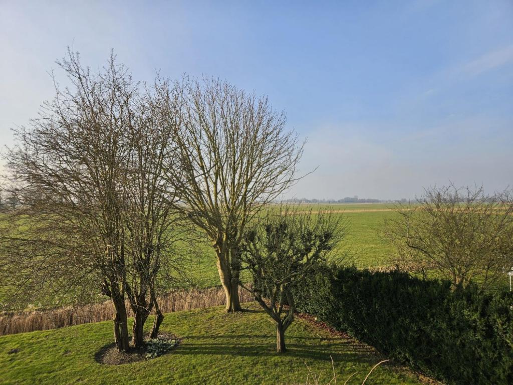 three trees on a grassy hill in a field at Meeresfeeling in Horumersiel in Horumersiel