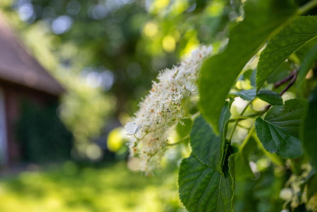 a close up of a flower on a tree at Fewo Silke Dethlefsen in Pellworm