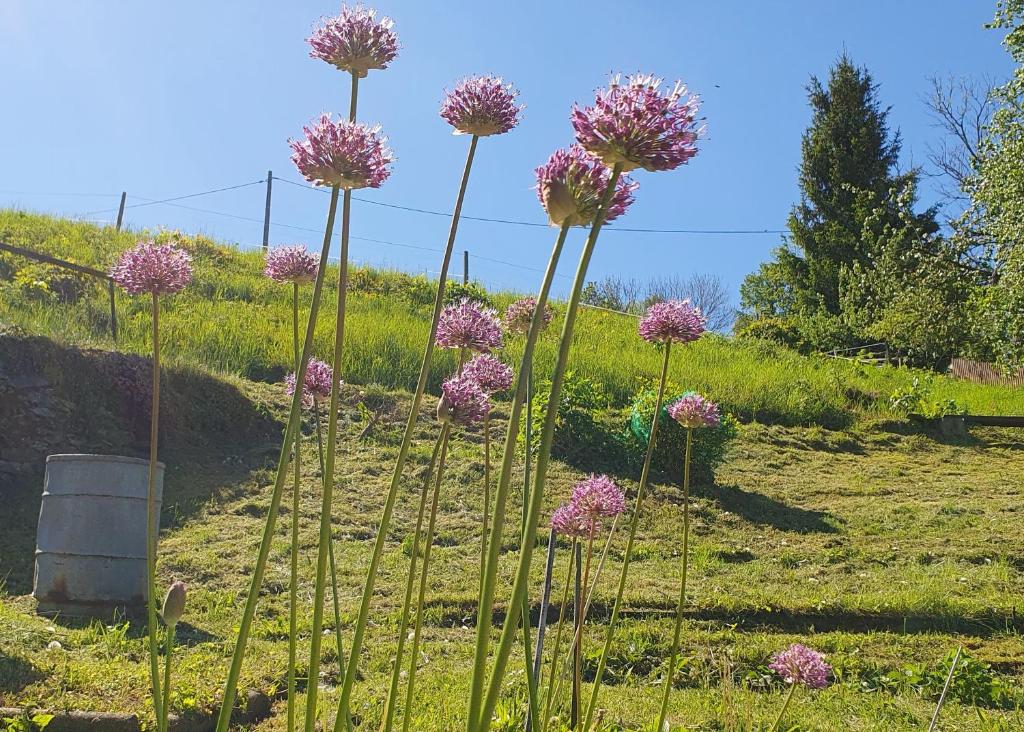 a bunch of pink flowers in a field at Ferienwohnung am Huthainberg in Börnichen