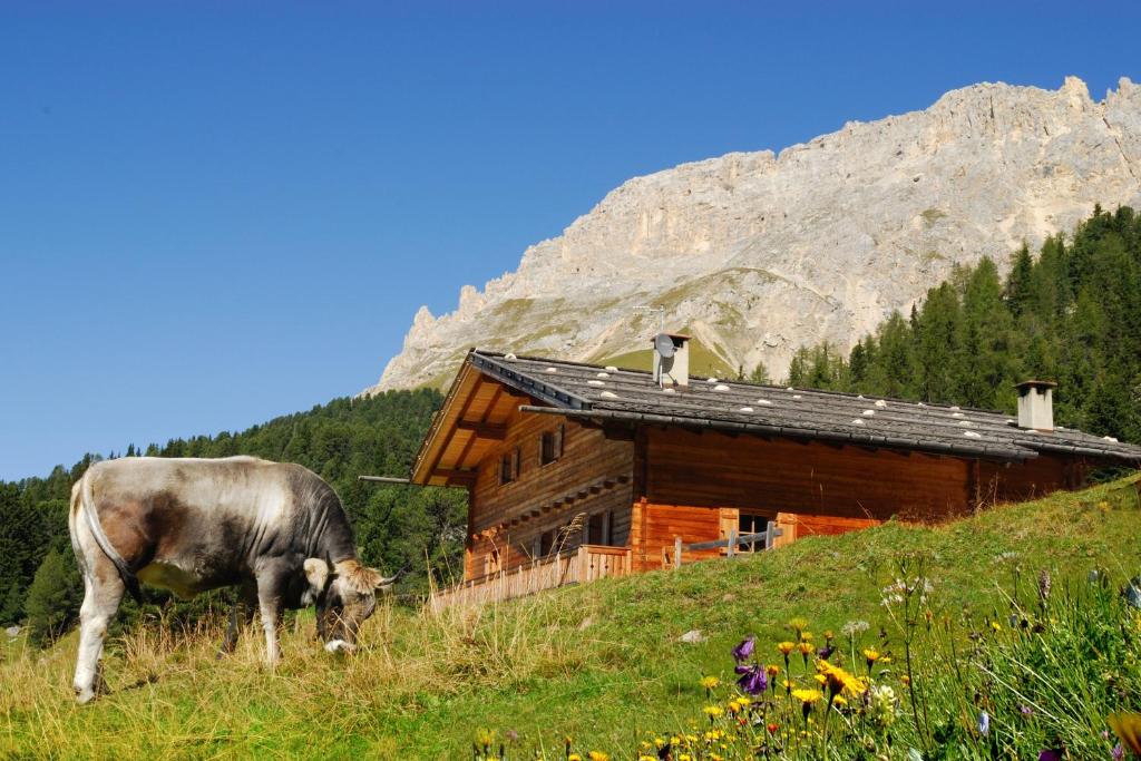 a cow grazing in a field in front of a cabin at Thaleralm in Obereggen