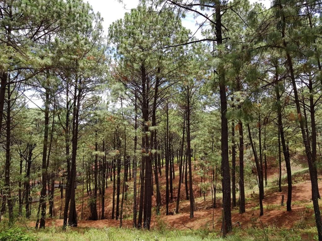 a forest of tall trees in a field at Cabañas Monte Escondido in Mazamitla