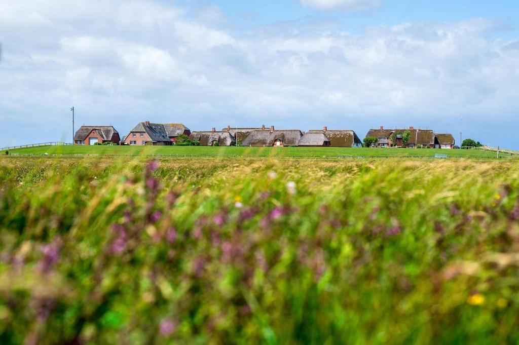 a field of grass with houses in the background at Haus Süderkamp in Langeneß