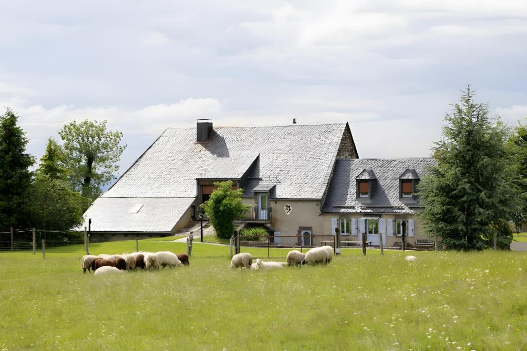 a herd of sheep grazing in a field in front of a house at Gîte De La Poucinière in Saint-Sauves- dʼAuvergne