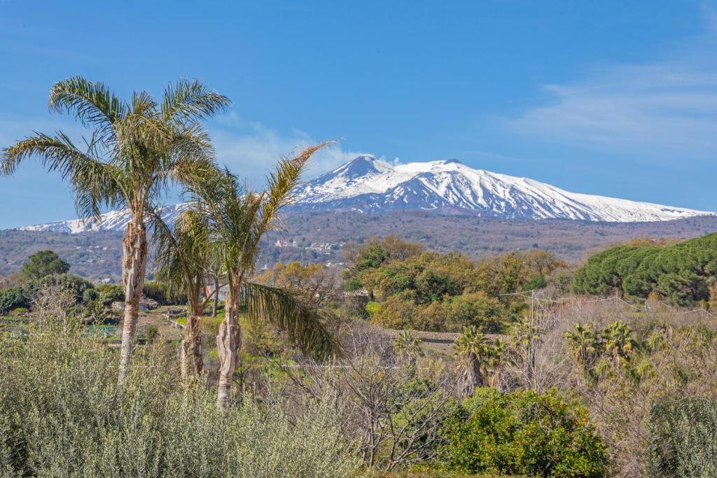 a snow covered mountain in the distance with palm trees at Il Comandante in Piedimonte Etneo