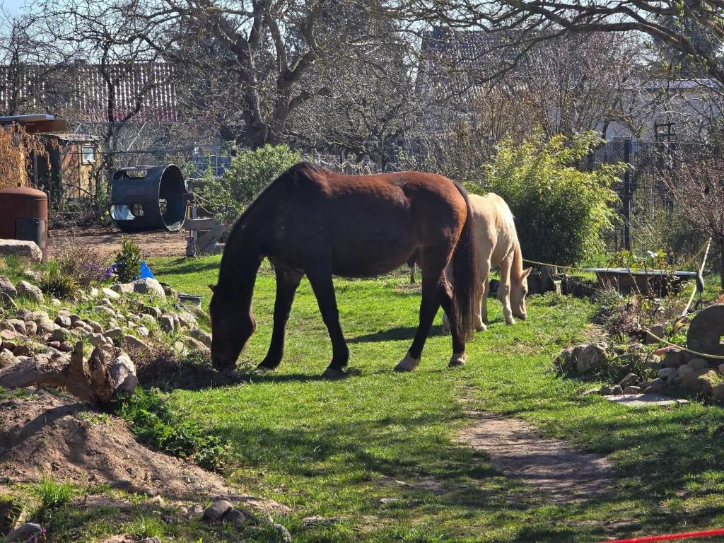 two horses grazing on the grass in a field at La petite ferme de Fine in Burg bei Magdeburg