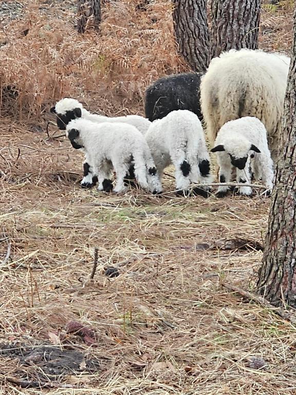 a herd of sheep grazing in a field next to trees at Les Chouchous du Garthieu in Hourtin