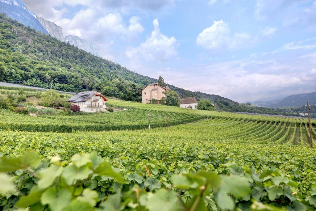 a vineyard with houses and a field of vines at Harmony Apt 2 in Appiano sulla Strada del Vino