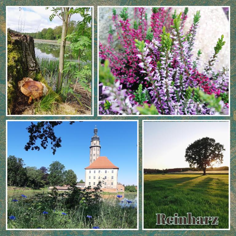 a collage of pictures of flowers and a lighthouse at Ferienhaus Waldblick in Reinharz