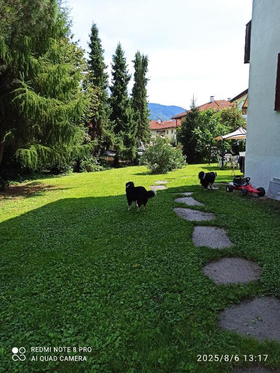 three black cats walking on the grass in a yard at Apartement Annabelle in Lana