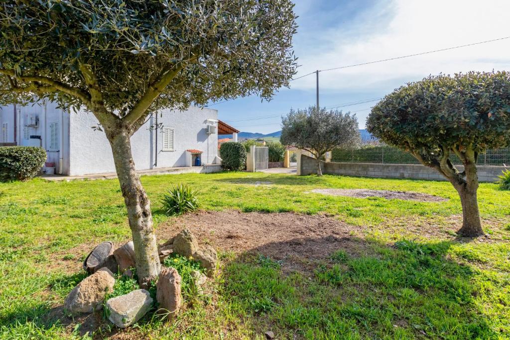 two trees in a yard with rocks in the grass at Villetta I Pitosfori in Palmadula