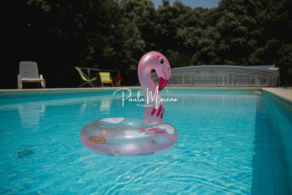 a pink flamingo is in a swimming pool at Gite Domaine Viticole, Pellerin in Montbrison-sur-Lez