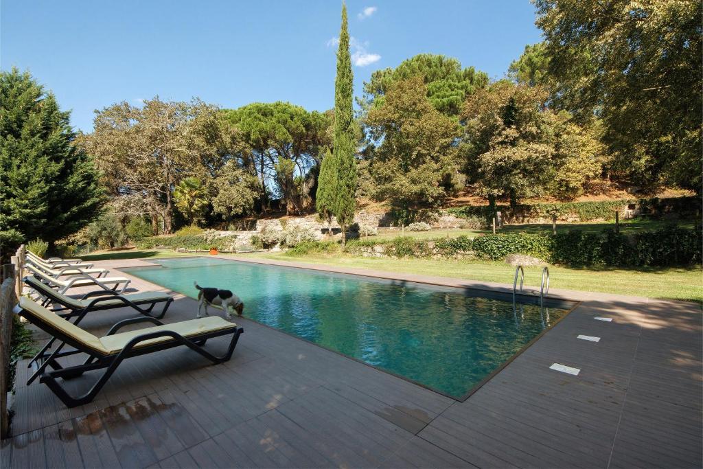 a dog is standing next to a swimming pool at Casa de Andrães Magnolias in Marco de Canaveses