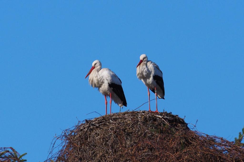 three birds sitting on top of a nest at Ferienwohnung Storchenblick in Raisting