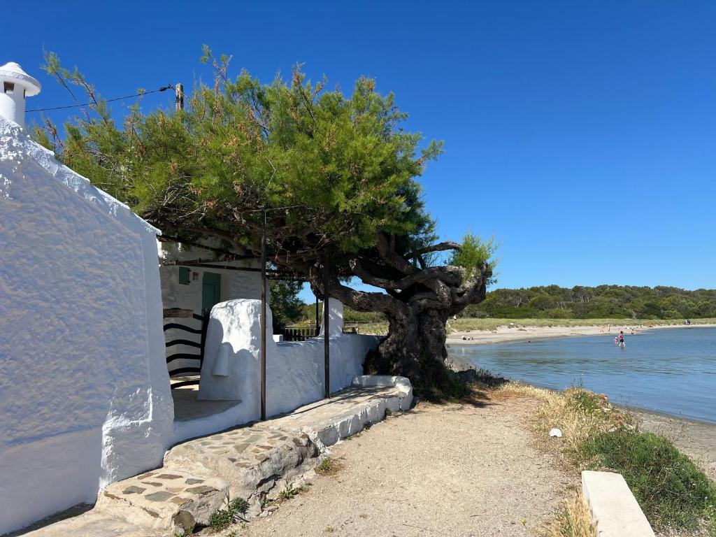 a tree next to a wall next to a beach at Una casa sulla spiaggia in Es Grau