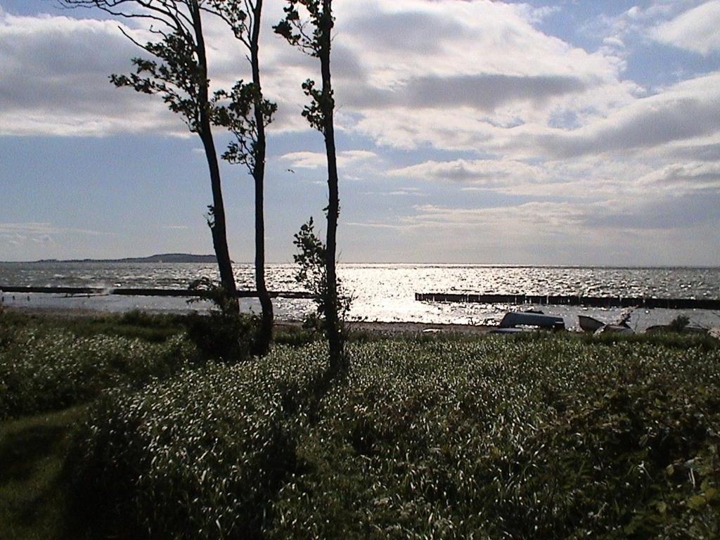 two trees on a beach with the ocean in the background at Ferienwohnungen Hiddenseeblick 3 in Dranske