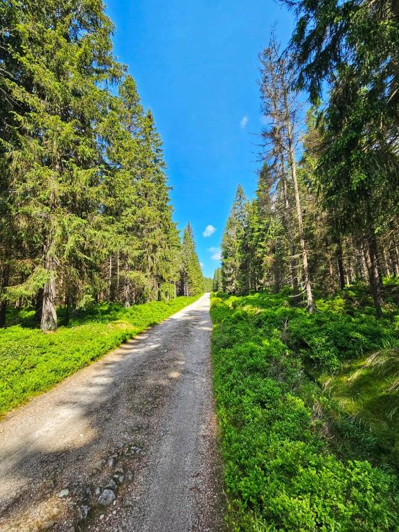 Sunny straight forest trail flanked by tall conifers under a vivid blue sky.