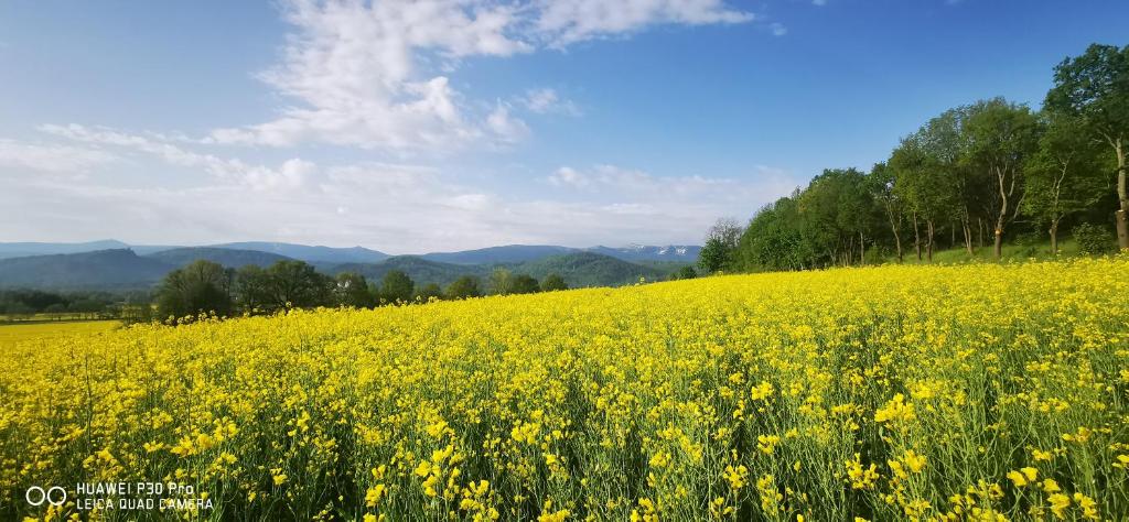 Wide field of yellow wildflowers stretching toward distant hills under blue sky