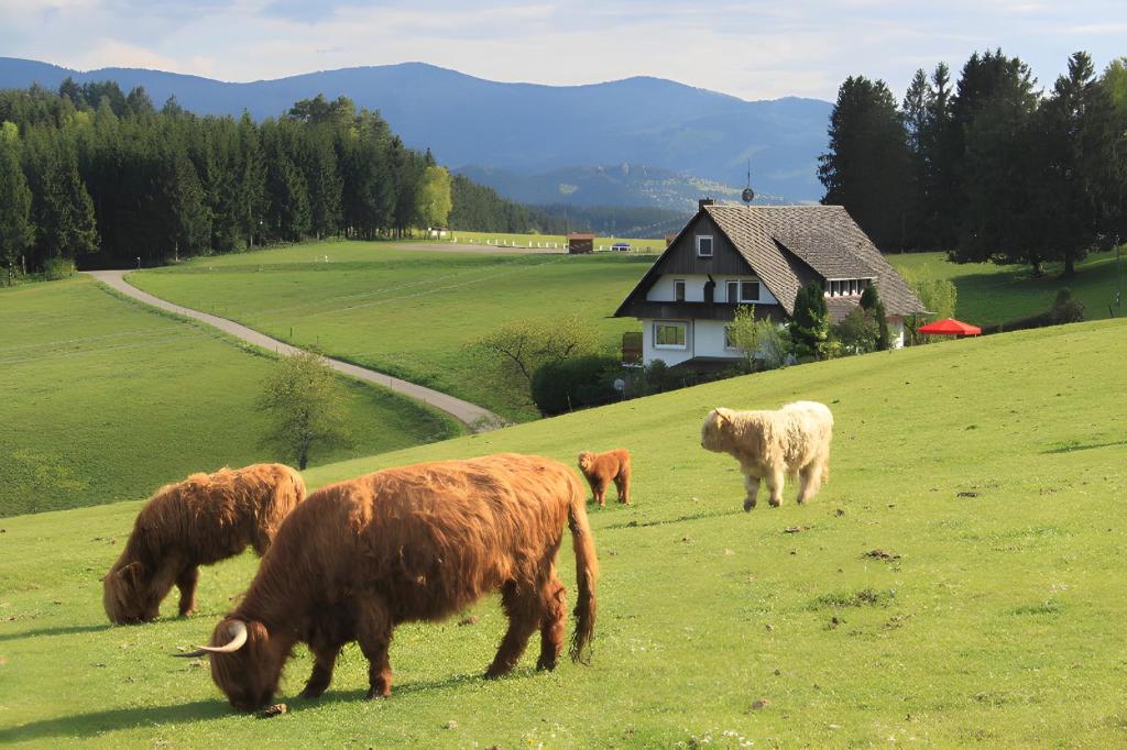 a group of cows grazing in a field with a house at Café Pension Pfaus Heidburg in Mühlenbach