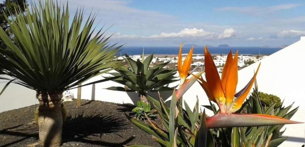 a group of plants on a patio with the ocean in the background at Casa Lancelot in Tinajo