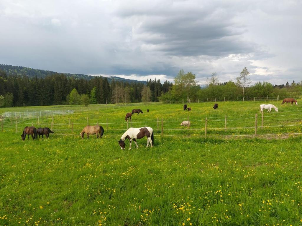 a herd of horses grazing in a field of grass at Lieblingsplatz in Weiler-Simmerberg