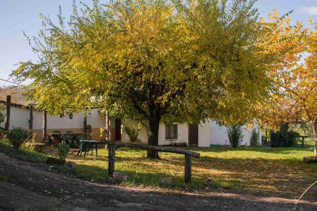 a tree in the yard of a house at Granados in Fuenteheridos