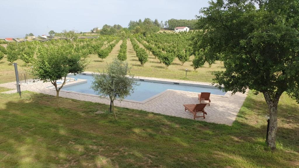 an overhead view of a swimming pool in a vineyard at Domus Nirale in Bagnoregio