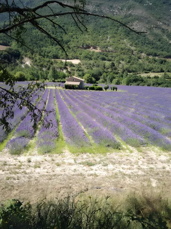 a field of lavender with a barn in the background at Camping Sainte-Jalle in Sainte-Jalle