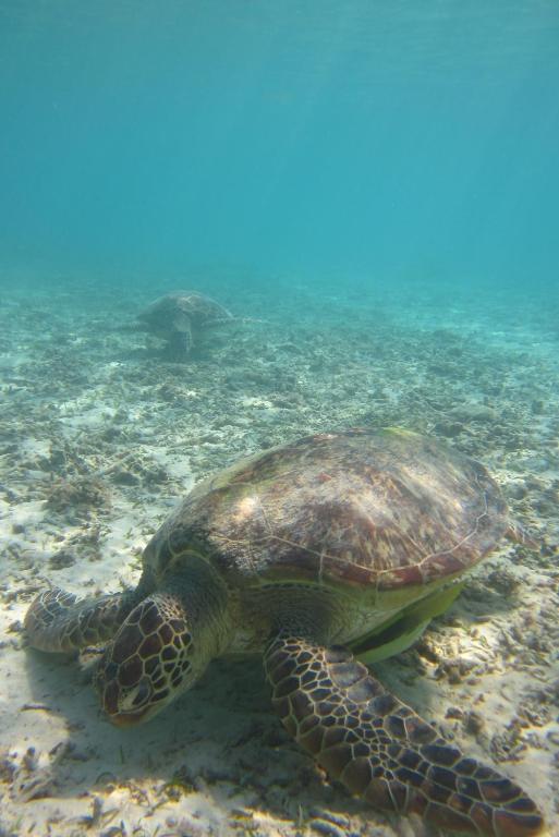 a green sea turtle swimming in the water at Tokashiku Marine Villege in Tokashiki