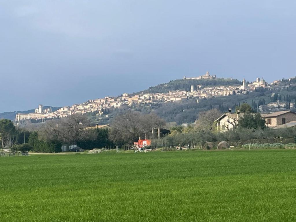 a green field with a hill in the background at Residenza Subasio Assisi in Rivotorto