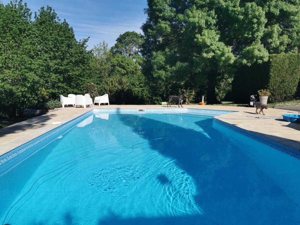 a blue swimming pool with two white chairs and a dog at Les Hauts De Font Moure in Saint-Georges-des-Agoûts