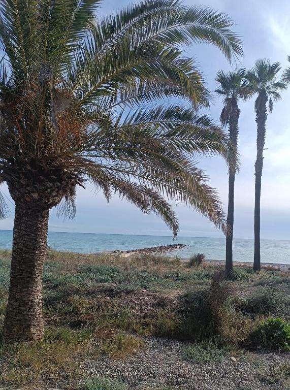 three palm trees on a beach with the ocean at Fina beach in Nules